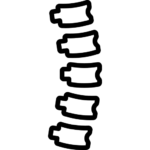 Represents the human spine and its vertebrae, providing support, stability, and flexibility to the body. Commonly used to illustrate spinal health, back conditions, or orthopedic care.